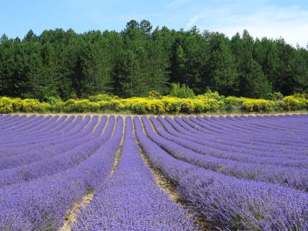 Provence des Lavandes